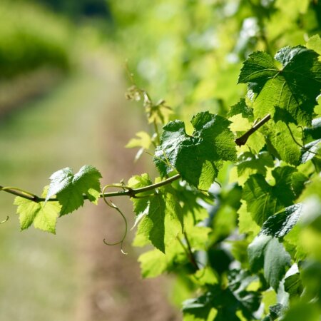 Der Besondere Deutscher Wein Jahrgang 2021 0,5l